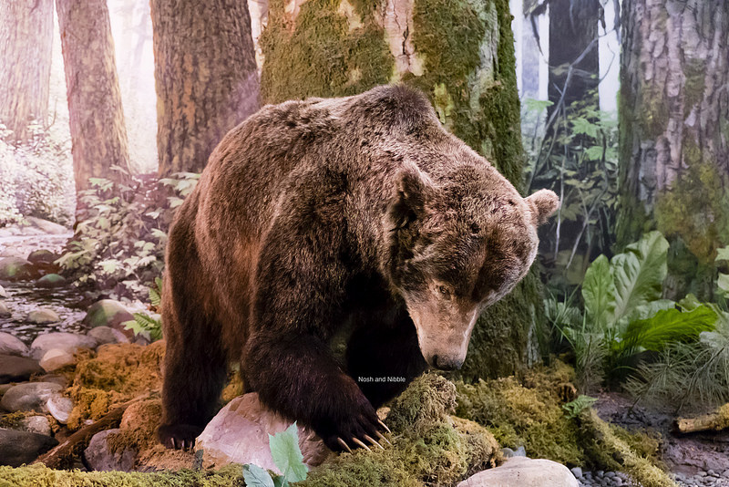 Royal BC Museum Natural History