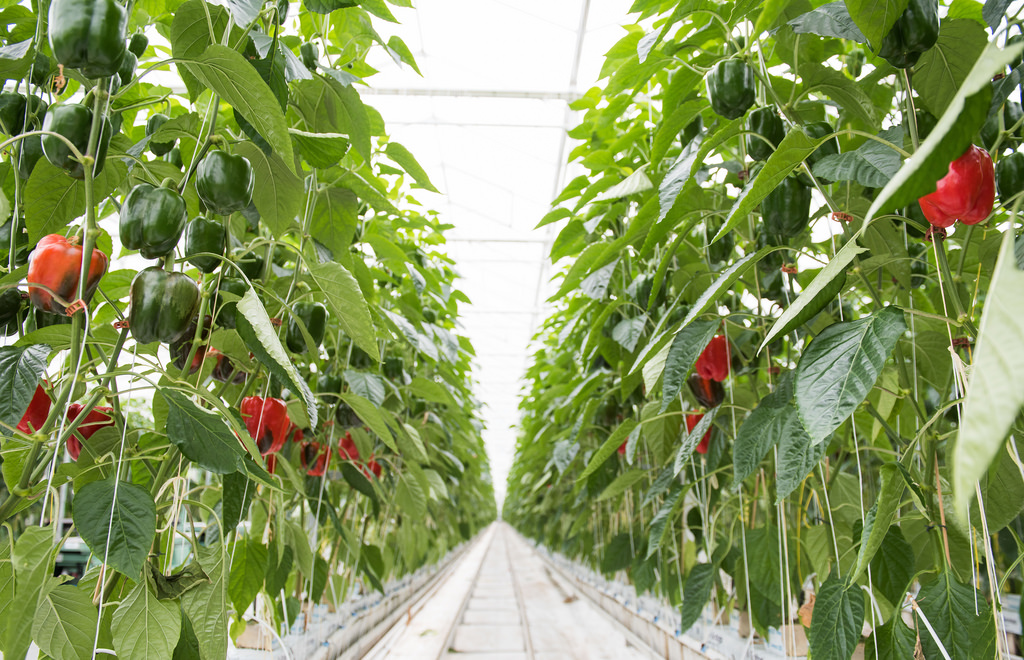 bc-greenhouse-longtable-dinner-bell-peppers