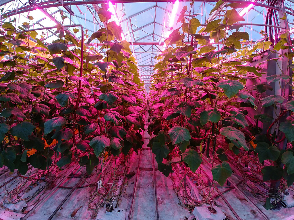 bc-greenhouse-longtable-dinner-leds-cucumbers