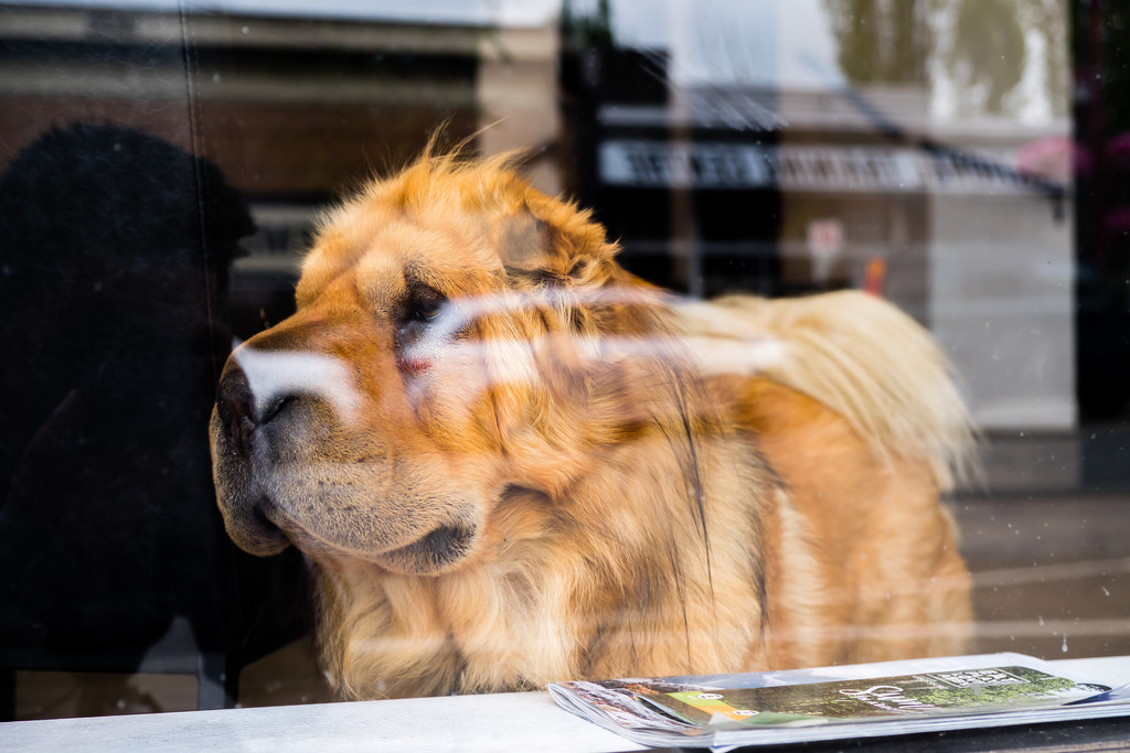 circle-farm-tour-abbotsford-doggo