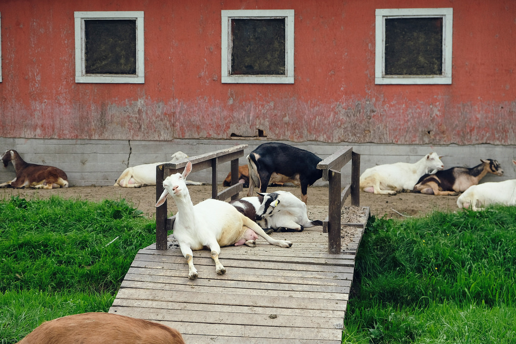 circle-farm-tour-farm-house-goats