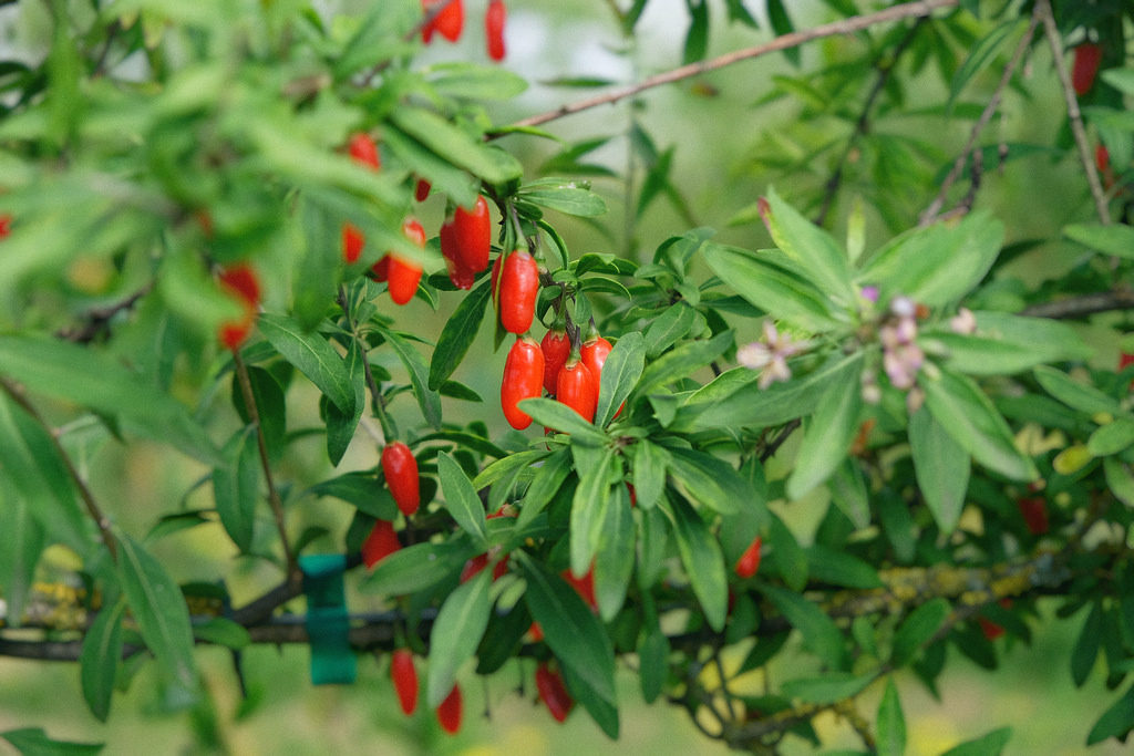 circle-farm-tour-goji-berries