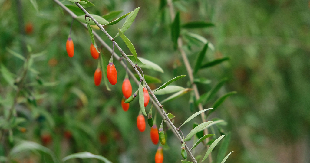 circle-farm-tour-goji-berry-vine