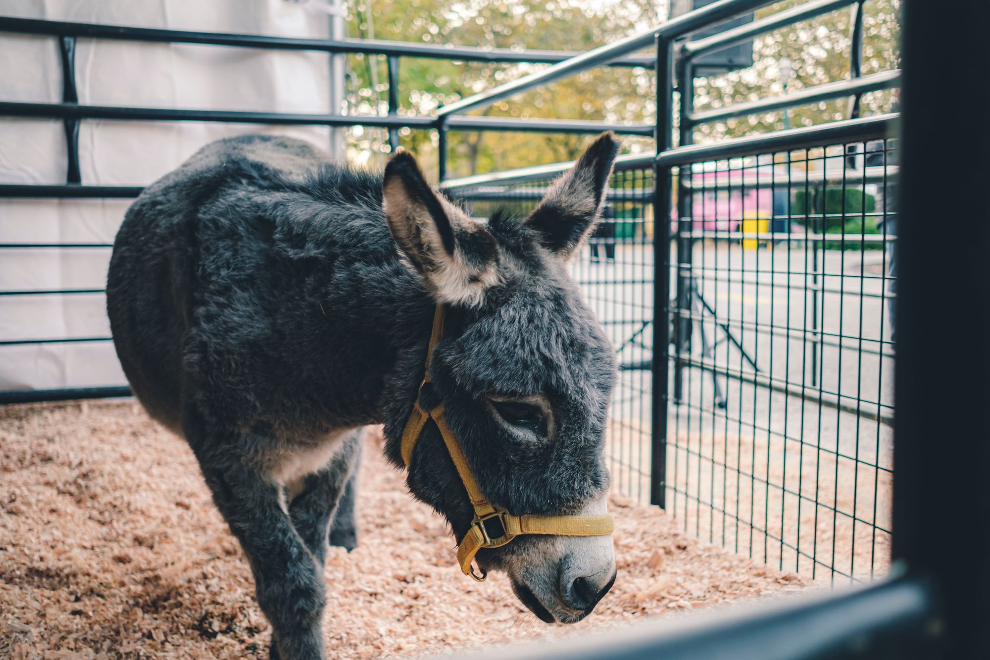 Kinder Discovery Farm