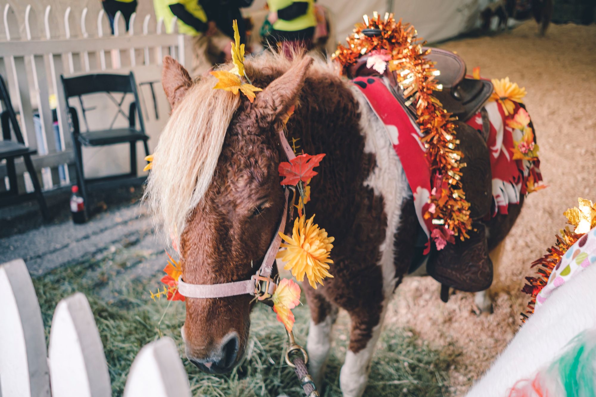 Kinder Pony Rides