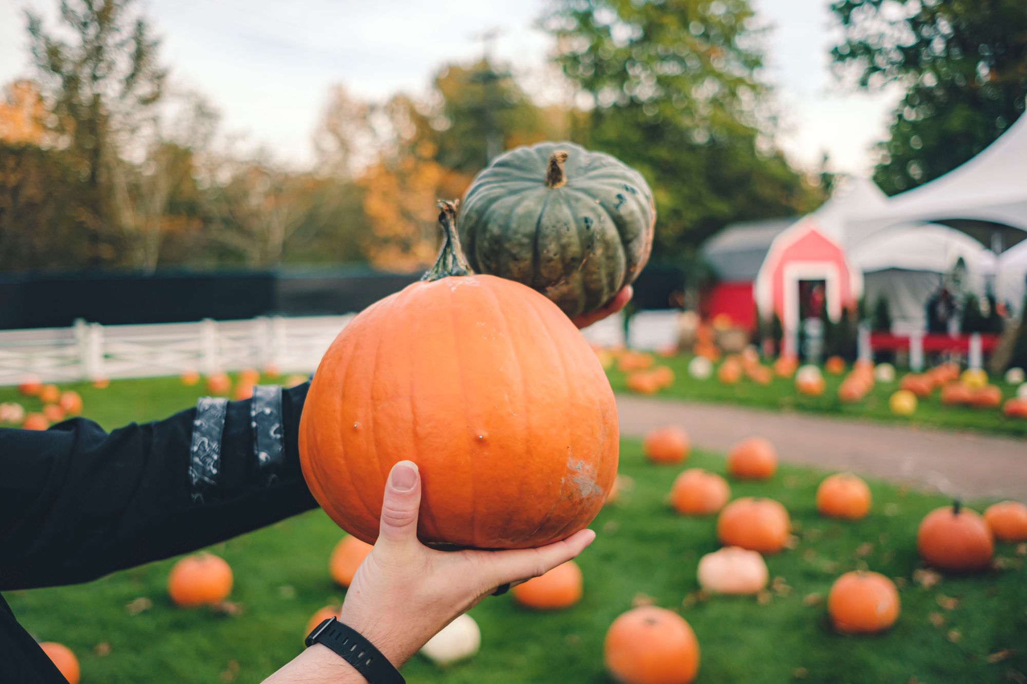 Pumpkin Patch