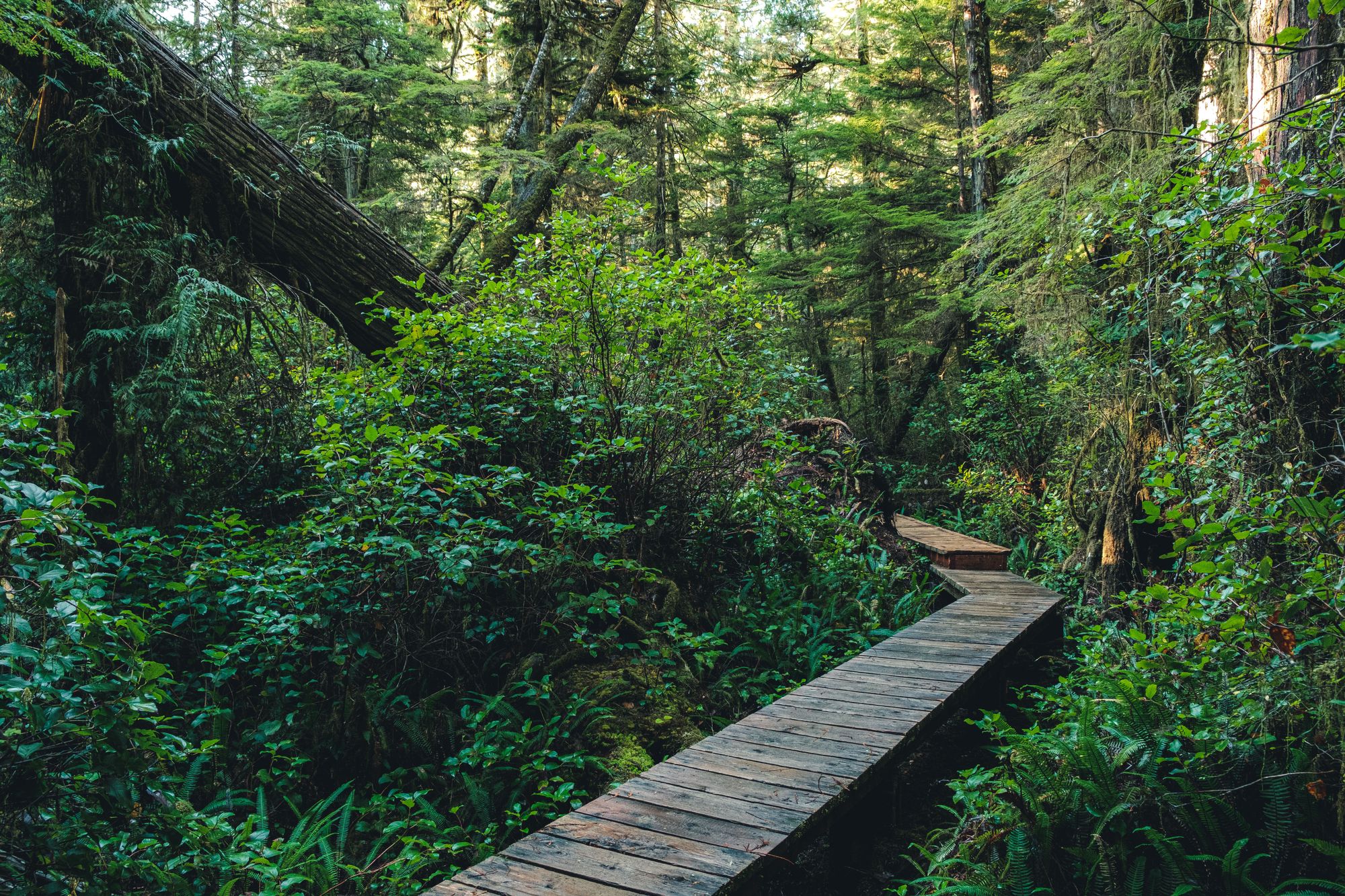 Tofino – Rainforest Hike