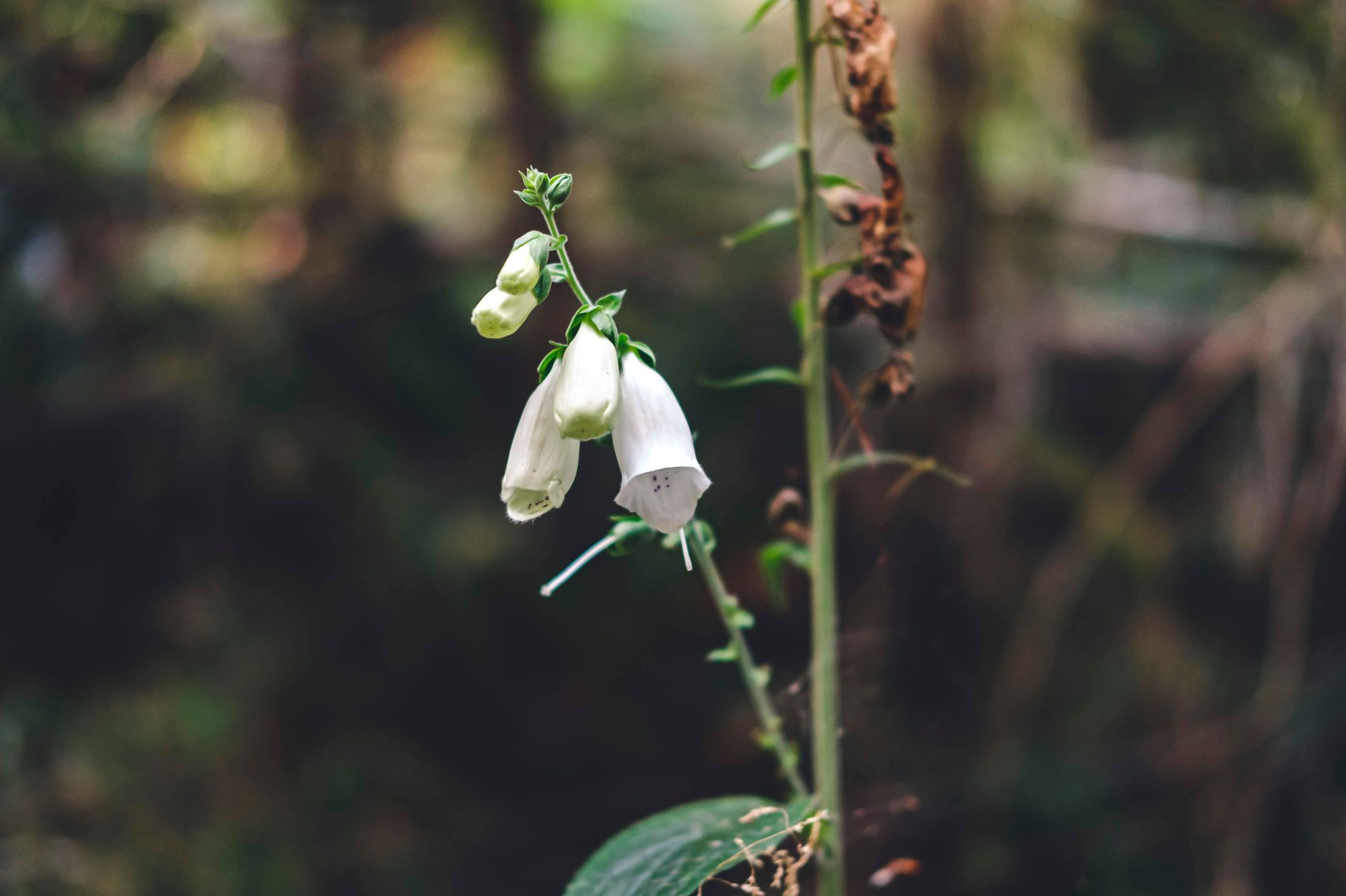 Mount Norman Flora (August)