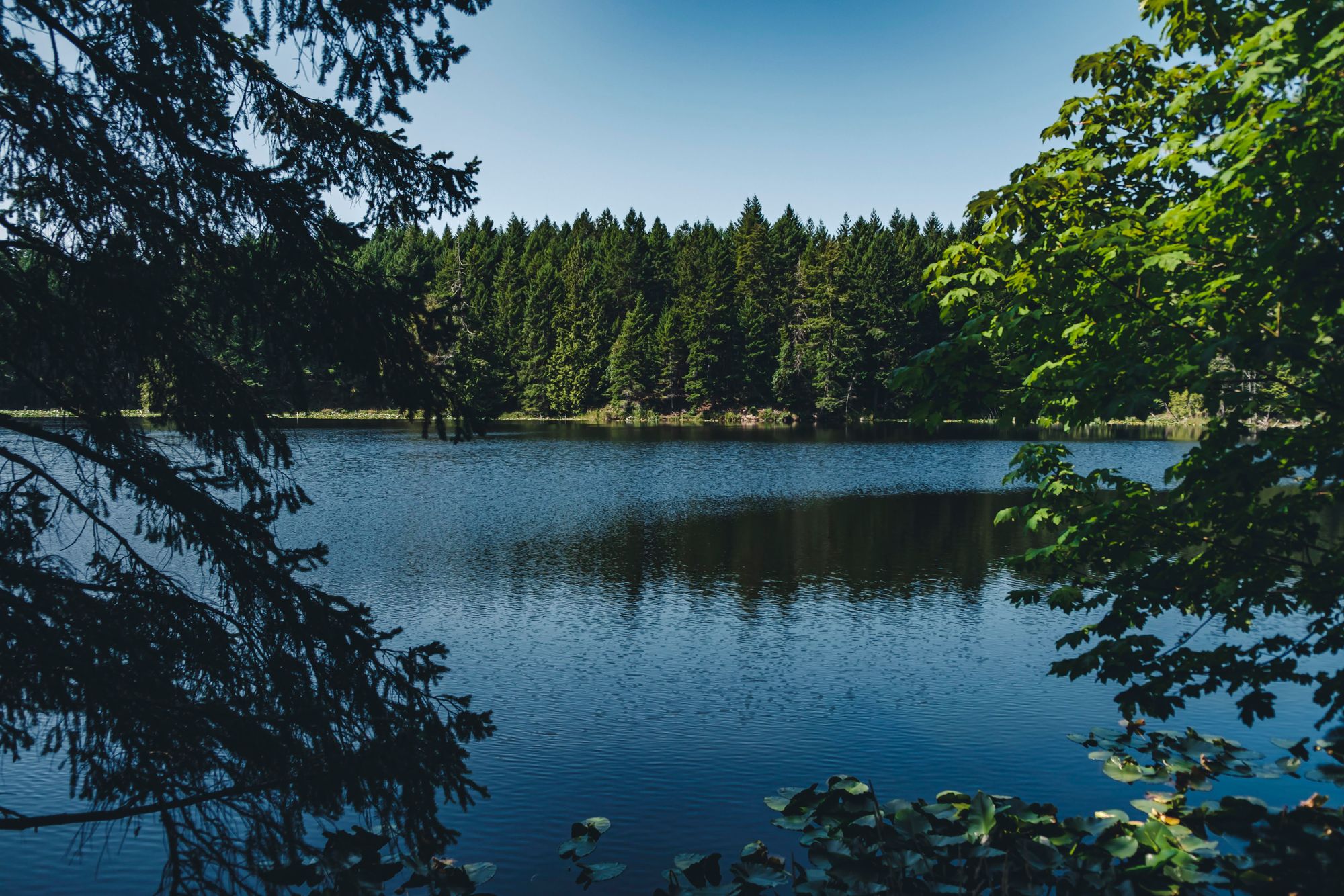 Roe Lake Hike – Lake View